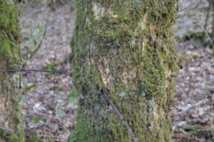 Pigtrådsrester fra 1917 i Allerup Krat