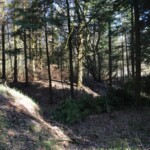 Batteriet i Allerup Krat Batteriet i Allerup Krat