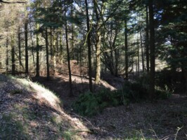 Batteriet i Allerup Krat Batteriet i Allerup Krat