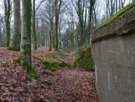 Gammelskov Batteri Batterigraven i Gammelskov Batteri