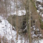 Rest af tømmerrum Rester af tømmerrum i Kalby Plantage