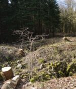 Batteriet i Allerup Krat Sikringsstilling Nord i Allerup Krat