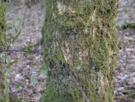 Batteriet i Allerup Krat Pigtrådsrester fra 1917 i Allerup Krat