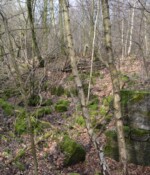 Batteriet i Hyrup Skov Rester efter Batteriet i Hyrup Skov, Sikringsstilling Nord