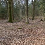 Rester af skyttegrave Allerup Krat rester af skyttegrave