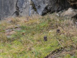 Rugbjerg Batteri Boltene i kanonens underlag i Rugbjerg Batteri